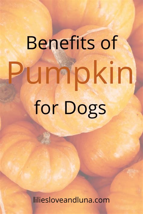 The Benefits Of Pumpkin For Dogs Lilies Love And Luna