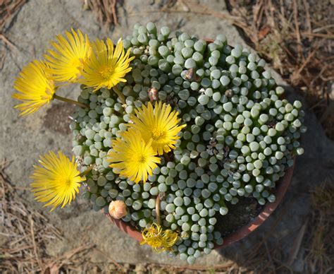 Conophytum, Lithops & Co | Fenestraria rhopalophylla ssp. aurantiaca