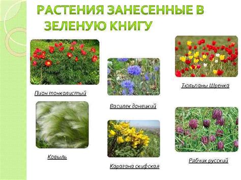 ЗЕЛЕНАЯ КНИГА Зеленая книга Украины