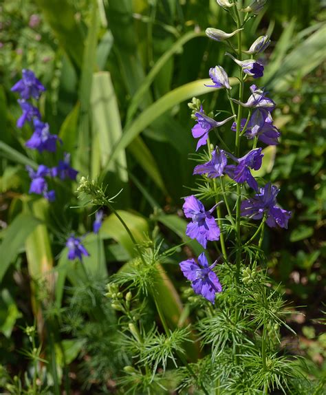 Larkspur Central Texas Gardener