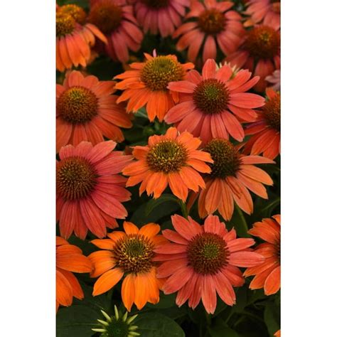 Artisan™ Red Ombre Coneflower Perennial Echinacea 2 Gallon Pot