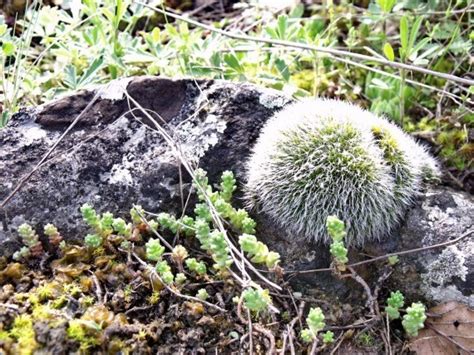 Nemzeti Park N V Nyvil Ga Aggteleki Nemzeti Park Kincsei