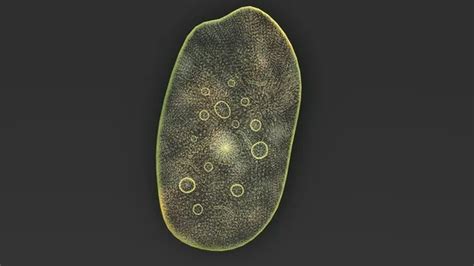 Amoeba In The Four Stages Of Change In Shape — Stock Photo