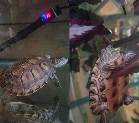 Baby Shark, our class pet, is 10 months old (RES). He might grow up to be a model : r/turtle