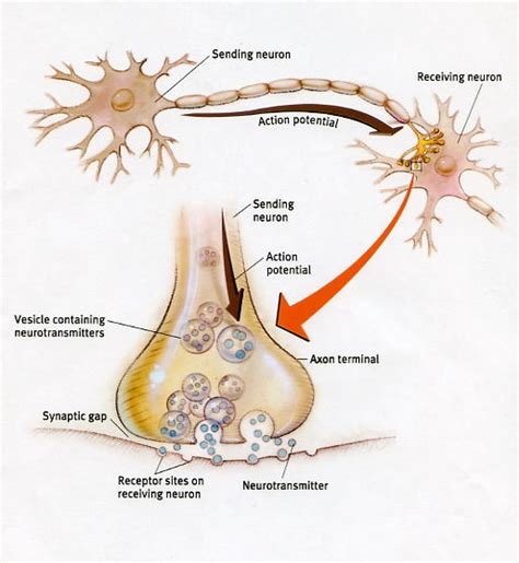 neuroscience - What are the functions and differences between axons and ...