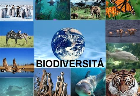 Giornata Mondiale Della Biodiversit Notizie E Dintorni