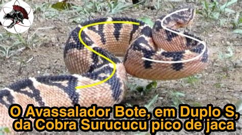 O Bote da Surucucu pico de jaca Biólogo Henrique o Biólogo das Cobras