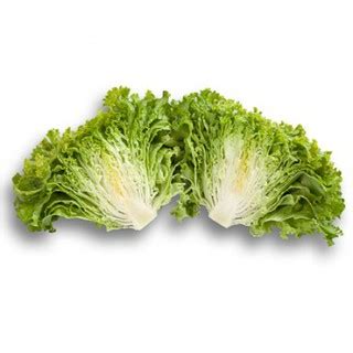 Lettuce Jonction RZ Pelleted Seeds by Rijk Zwaan Repacked 100pcs เมลด