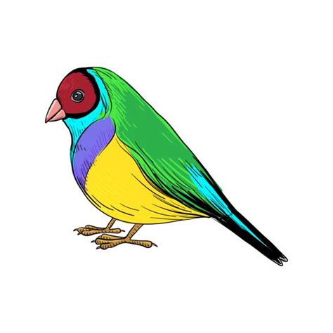 50 Gouldian Finch Stock Illustrations Royalty Free Vector Graphics And Clip Art Istock