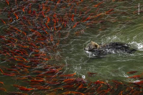 Bear Bonanza Wildlife Photographer Of The Year Natural History Museum