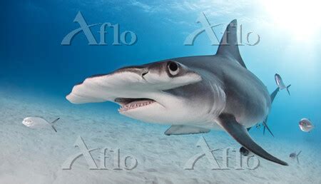 Great hammerhead shark Alice Town Bimini Bahamas 98728695 の写真素材 アフロ