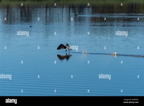 Double Crested Cormorant Splashing And Skipping Across A Calm Lake As