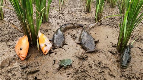 Menemukan Perangkap Ikan Cupang Asli Ikan Koi Ikan Molly Dan Ikan Mas