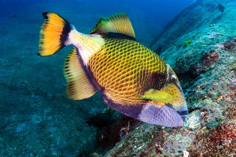 Best Dive Sites In Koh Samui Where To Go Scuba Diving In Koh Samui