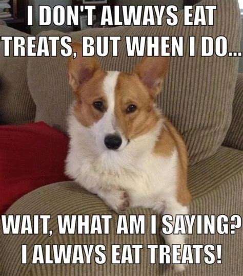 15 Corgi Memes That’ll Leave You Howling With Laughter | Corgi funny ...