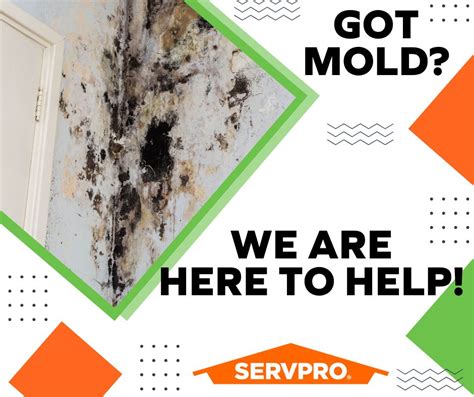 Servpro Black Mold Removal For Your Home Servpro Of Fort Pierce Ne Posted On The Topic Linkedin