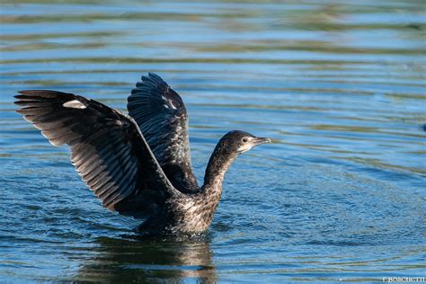 Fb Cormoran Pygm E Fabienne Boschetti Flickr