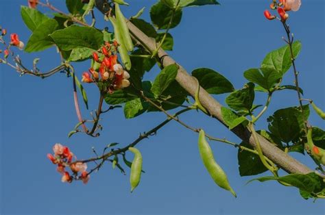 Как выбрать и вырастить фасоль | Фасоль на Огородум.инфо