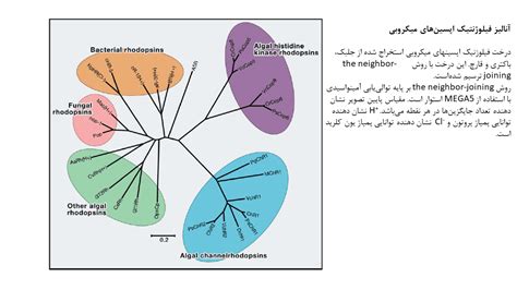 اپسین جزء جدایی ناپذیر اپتوژنتیک دکتر مجازی