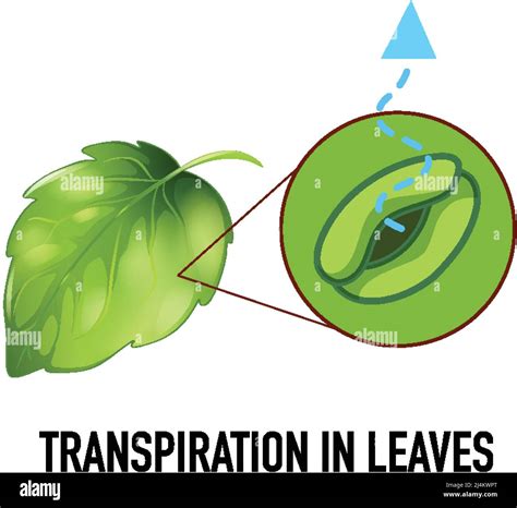 Transpiration experiment Stock Vector Images - Alamy