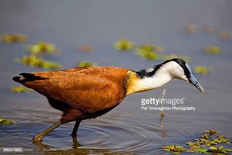 362 African Jacana Stock Photos High Res Pictures And Images Getty