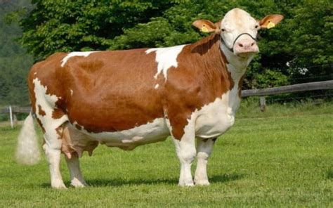 The cow breed every farmer wants - Farm Kenya Initiative