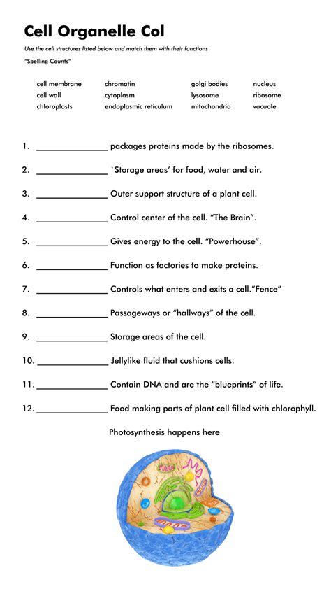 14 Cell Organelle Riddles Worksheet Answers Free Pdf At