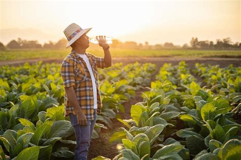 Granjero asiático que trabaja en el campo del árbol del tabaco y bebe