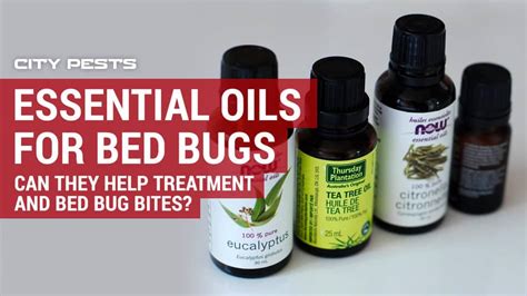 Do Essential Oils Really Work For Bed Bugs? - CITY PESTS