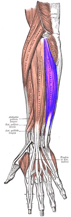 M Sculo Extensor Cubital Del Carpo Wikipedia La Enciclopedia Libre