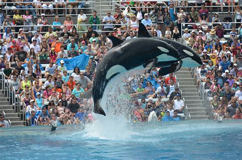 SeaWorld San Diego ending killer whale theatrical shows but concerns ...