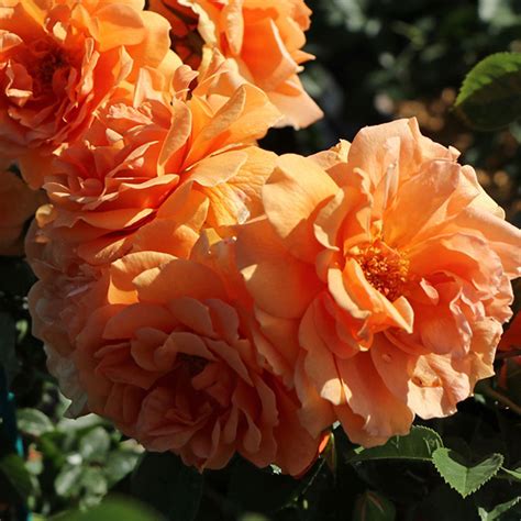 Ruža 'Skyline' | SlovenskeTrvalky.sk