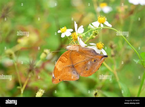 Autumn Leaf Butterfly Doleschallia Bisaltide Stock Photo Alamy