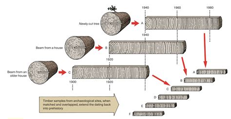 The Importance Of Tree Ring Dating In Archeology Real Archaeology