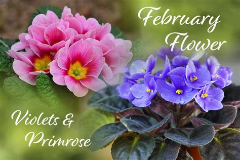 February Flower of the Month: Violets & Primrose » Pennock Floral