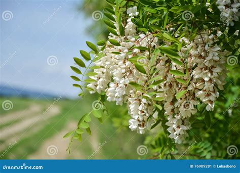 Blossoming Flowers Of Black Locust Robinia Pseudoacacia Hanging On