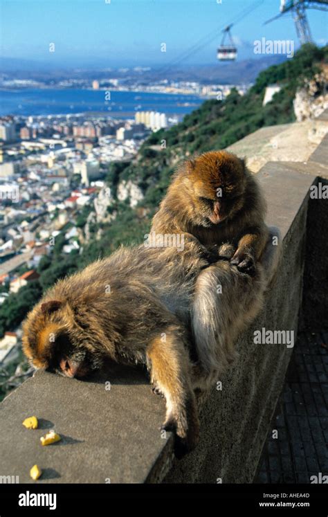 Monkeys, The Rock, Gibraltar Stock Photo - Alamy