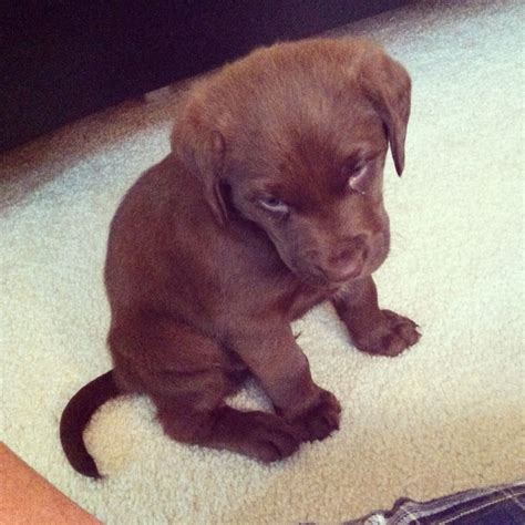 Chesador Retriever Puppy 6 Weeks Old Chocolate Labchesapeake Bay