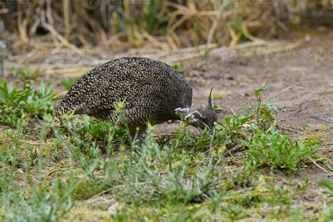 Elegant Crested Tinamou Eudromia Elegans Pampas Grassland Environment