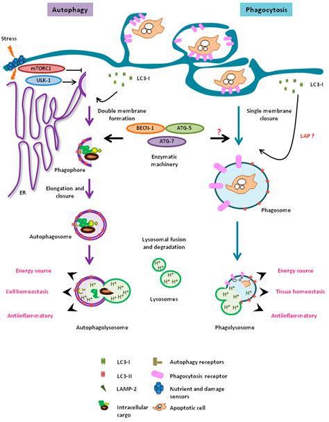 Frontiers Role Of Microglia Autophagy And Mitophagy In Off