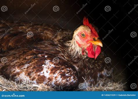 Broody Hen Brooding in the Nest of the Farm Stock Image - Image of ...