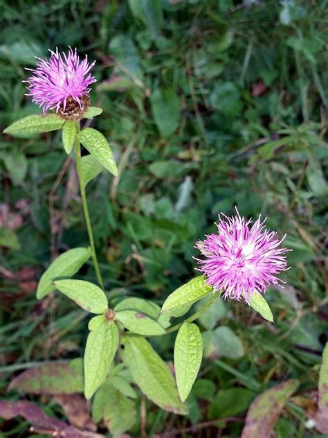 Centaurea Nigra Lesser Or Black Knapweed 1g Approx 400 Seeds