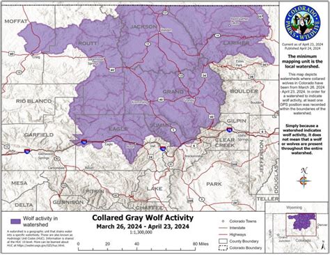 Colorado Has More Wolves Here Is How To Id What To Do If You See One