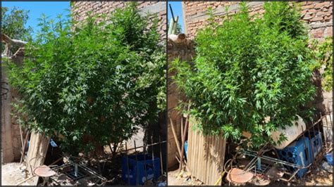 Lo Buscaban Por Un Robo Y Le Hallaron Enormes Plantas De Marihuana