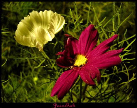 wardi by jaintab on DeviantArt