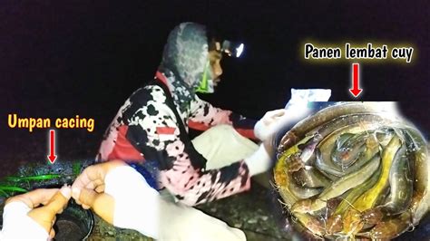 Mancing Ikan Lembat Malam Hari Sehabis Hujan Deras Auto Panen Lembat