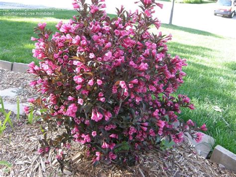 Wine And Rose Weigela Weigela Wine And Roses Garden Yard Ideas