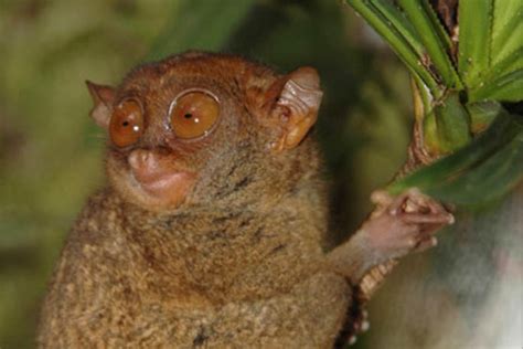 Top 10: New animal species discovered this year | discoveries | Earth ...