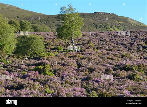 Morrone Birkwood near Braemar, Cairngorms National Park, Scotland Stock ...