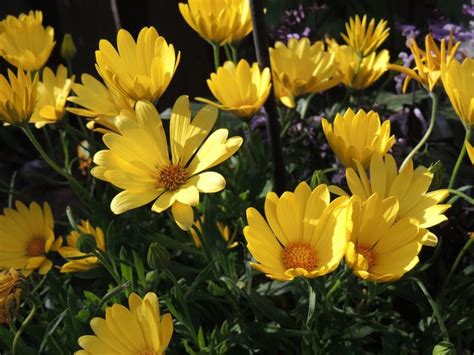 yellow daisies | Yellow daisies, Daisy, Backyard